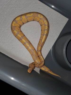 animal image