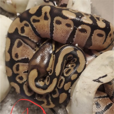 animal image