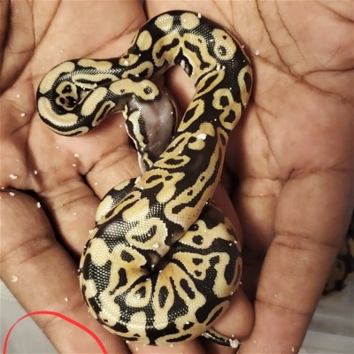 animal image