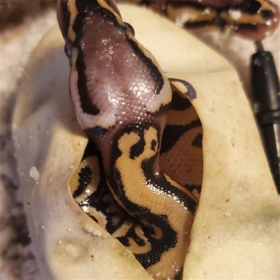 animal image