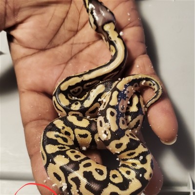 animal image