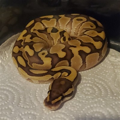 animal image
