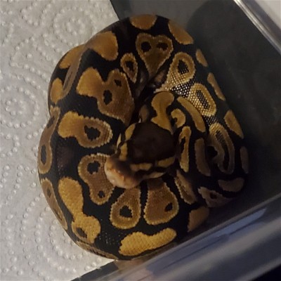 animal image