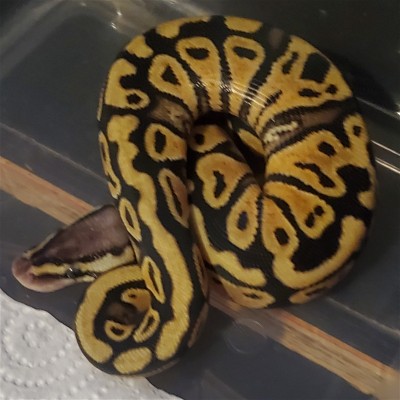 animal image