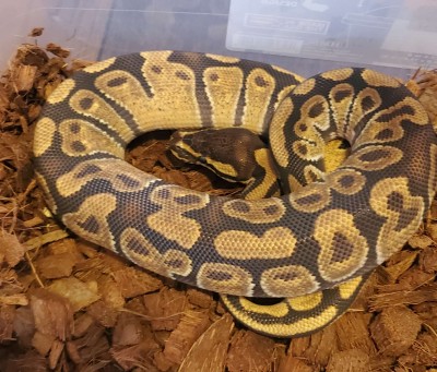 animal image