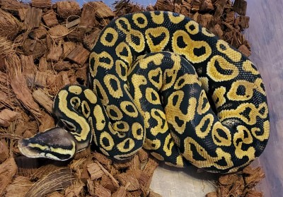 animal image