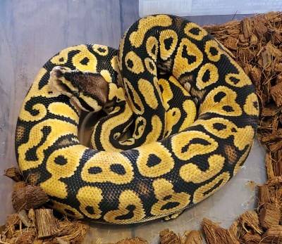 animal image