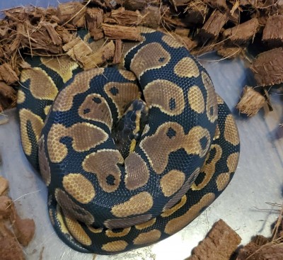 animal image