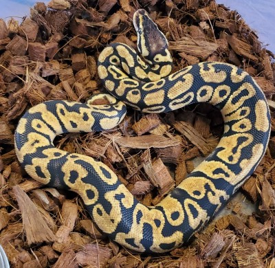 animal image