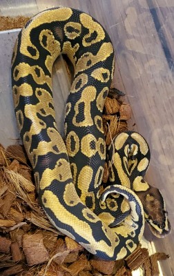 animal image
