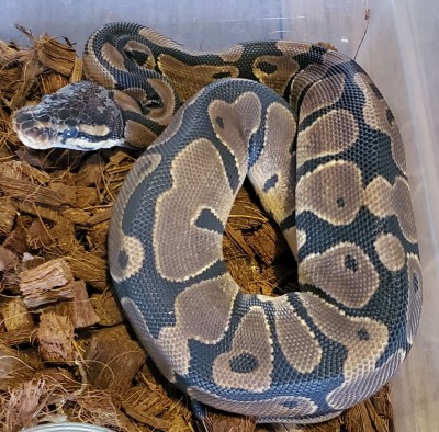 animal image