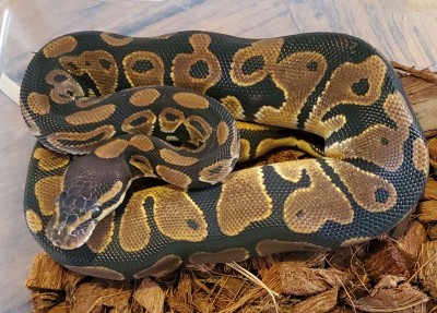 animal image