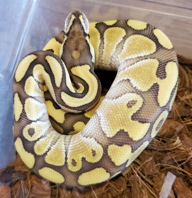 animal image