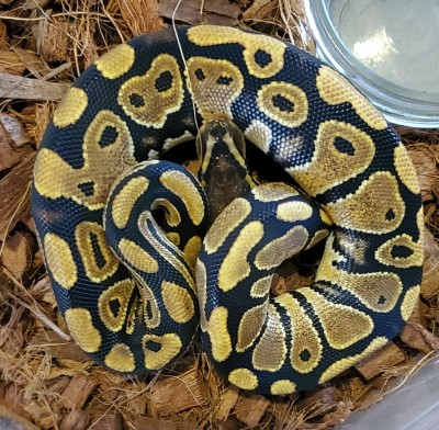 animal image