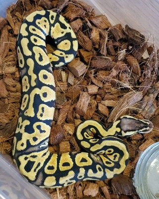 animal image