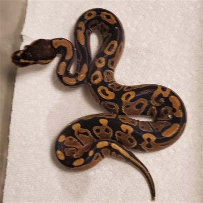animal image
