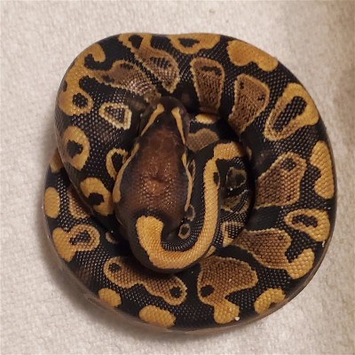 animal image
