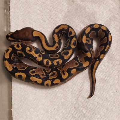 animal image