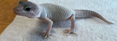 animal image
