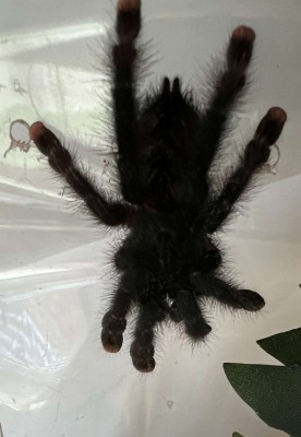 animal image