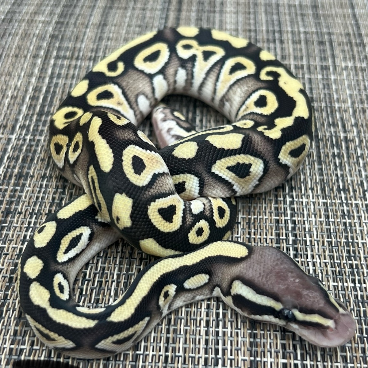animal image
