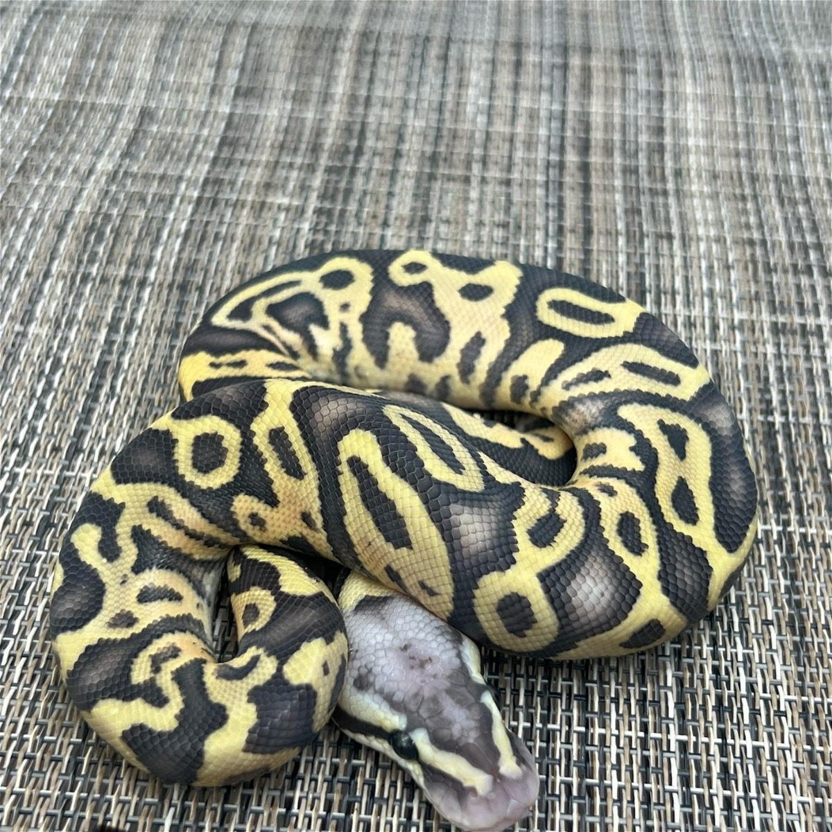 animal image