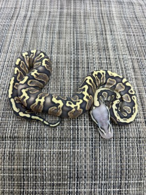 animal image