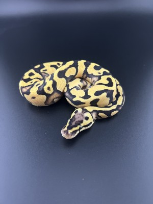 animal image