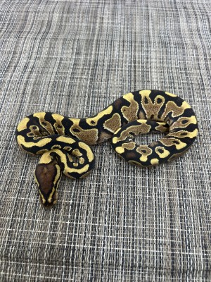 animal image