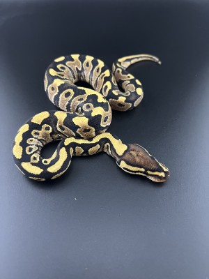 animal image