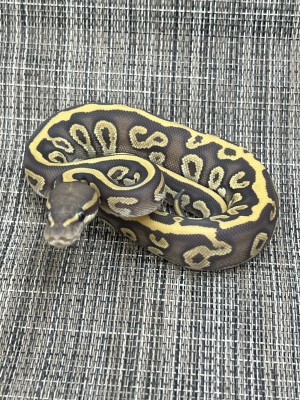 animal image