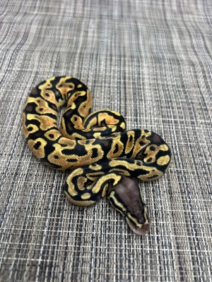 animal image