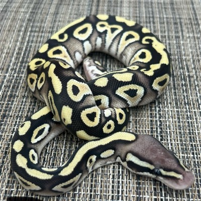 animal image