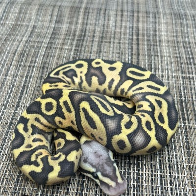 animal image