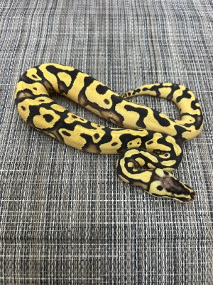 animal image