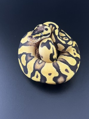 animal image