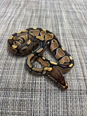 animal image