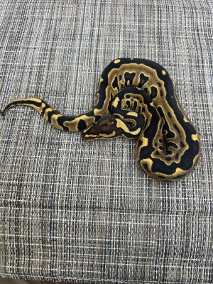 animal image