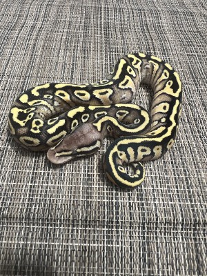 animal image