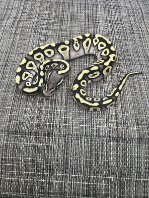 animal image