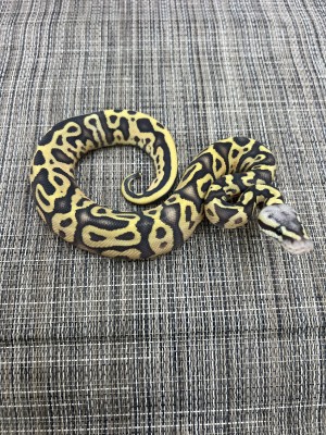 animal image