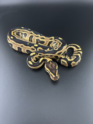 animal image