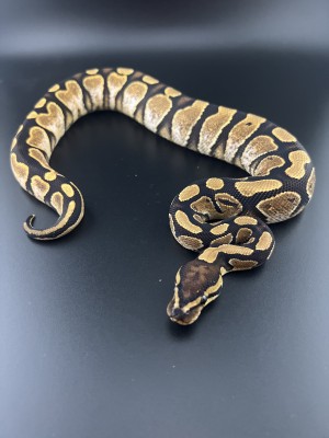 animal image