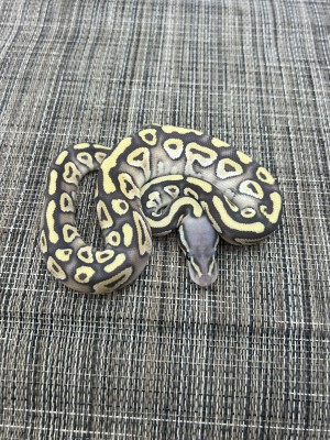 animal image