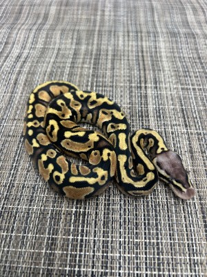 animal image