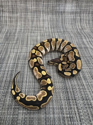 animal image