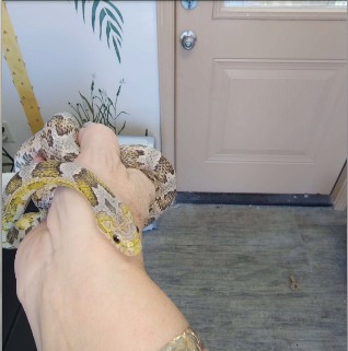 animal image