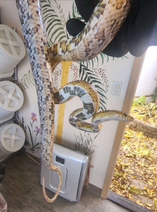 animal image