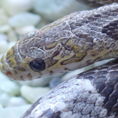 animal image