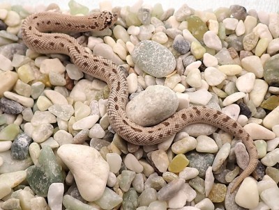 animal image